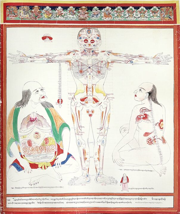 Schemat anatomiczny